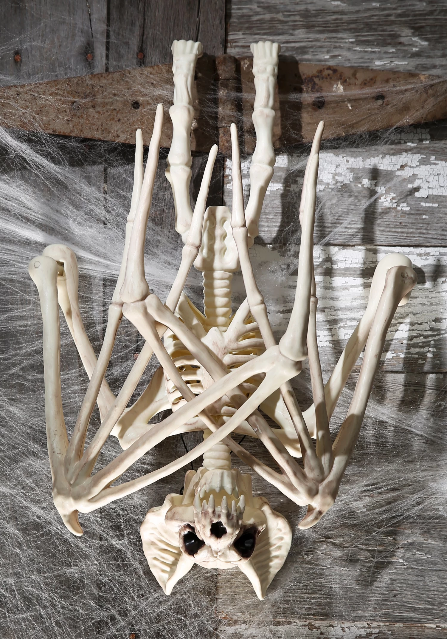 36'' Nocturnal Bat Skeleton 1 36'' Nocturnal Bat Skeleton