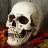 Deluxe Realistic Skull Prop