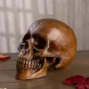 Resin Cranium Prop
