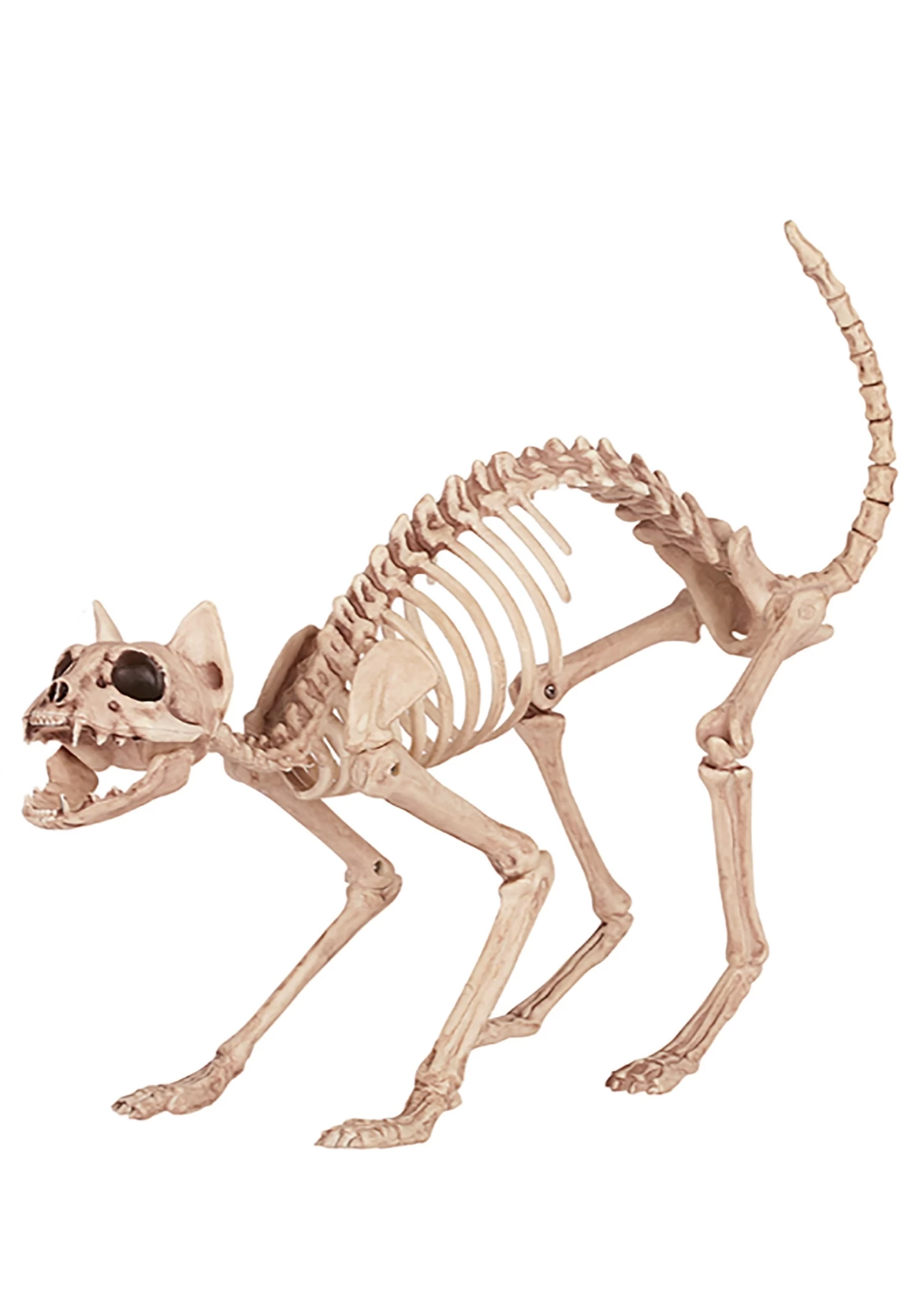 Skeleton Cat 1 Skeleton Cat