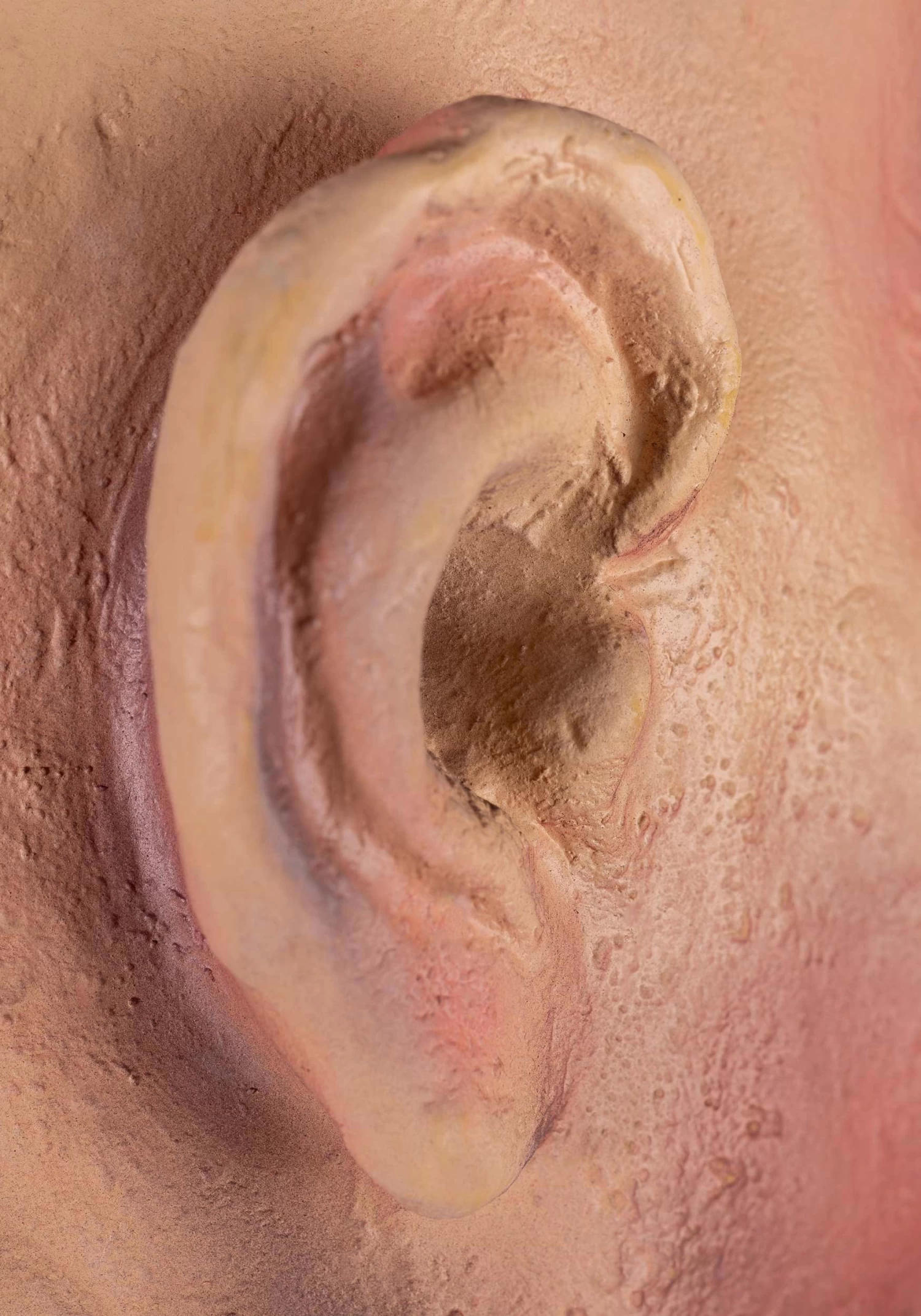 Large Open Eye Cut Off Head 5 Large Open Eye Cut Off Head - Image 5